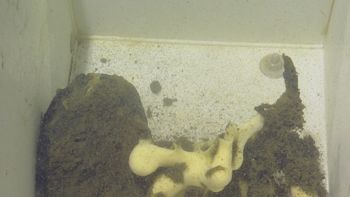Media type: image;   Invertebrate Zoology 153141 Description: live specimen;